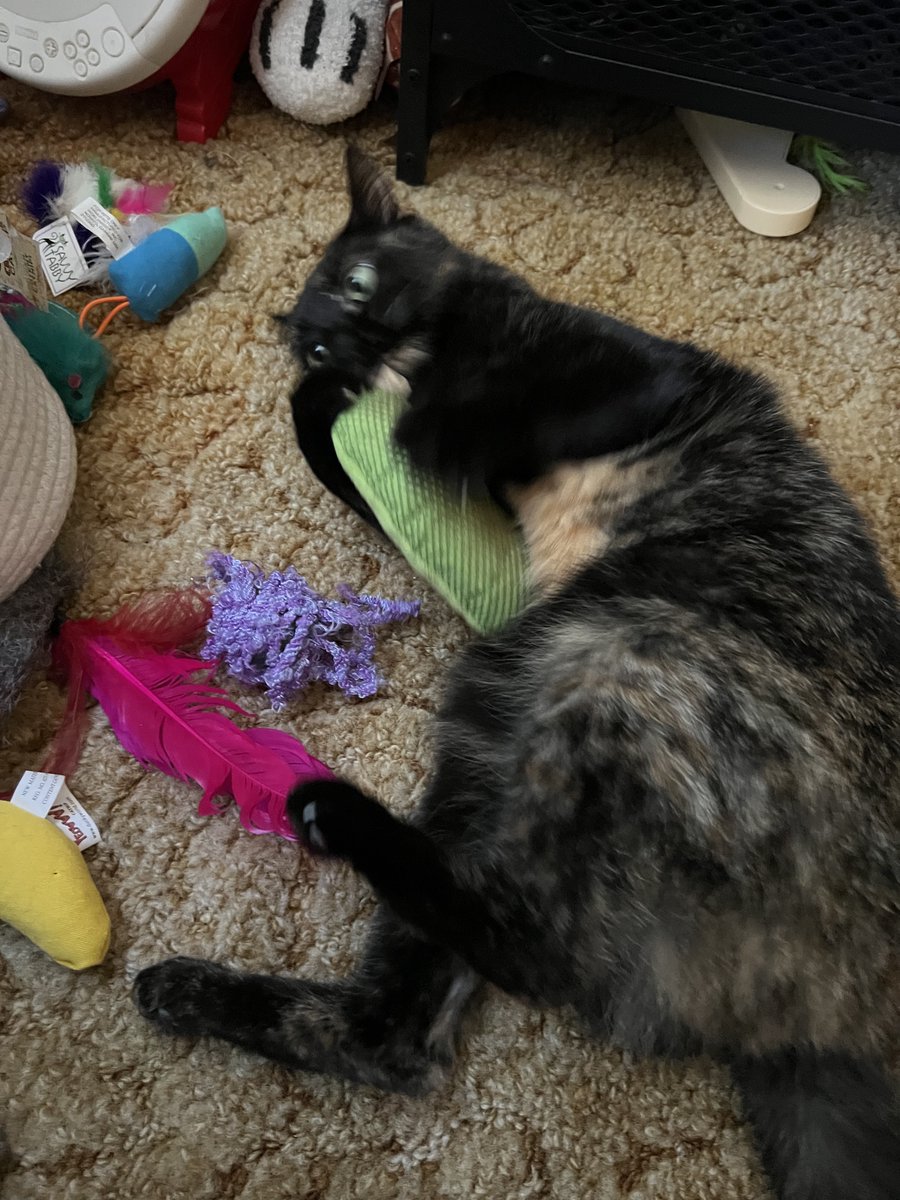 Casey Scheld tweet media