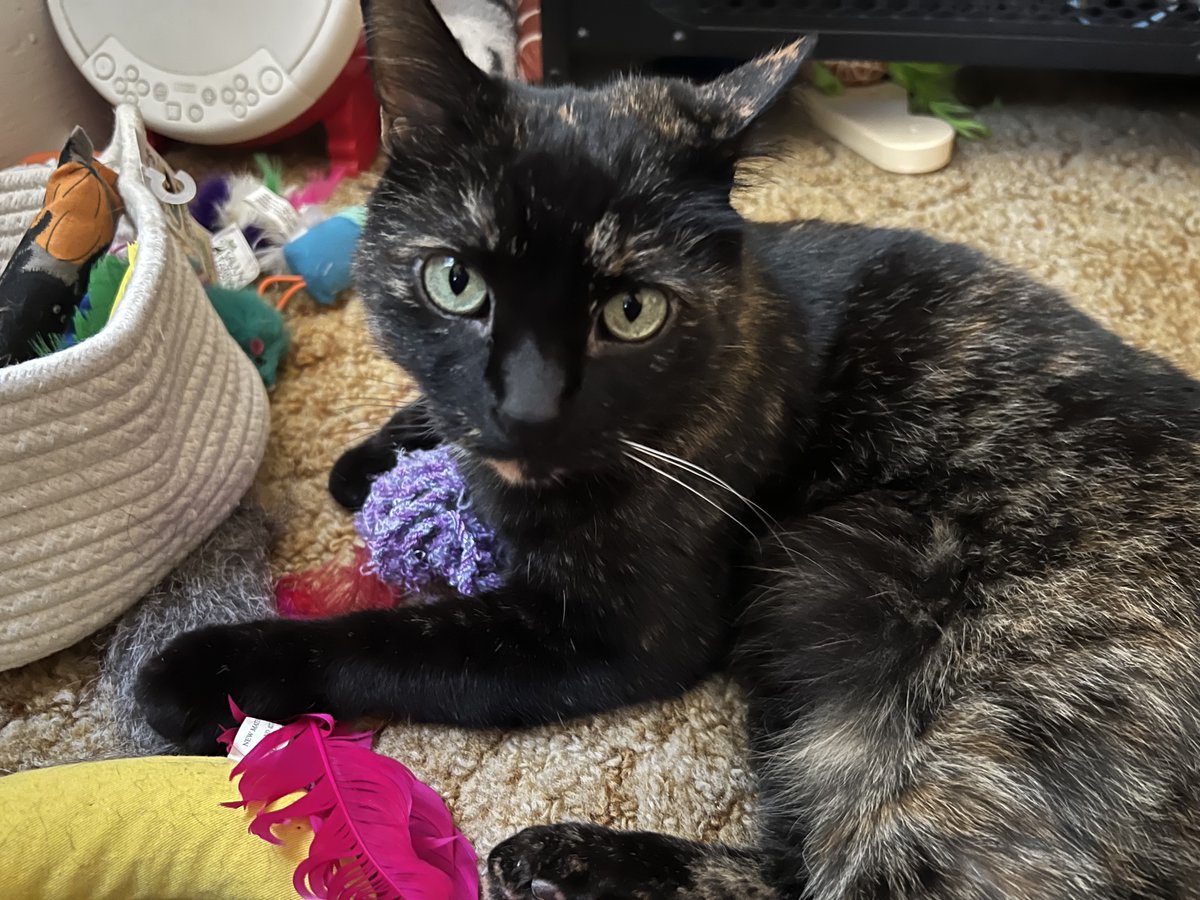 Casey Scheld tweet media