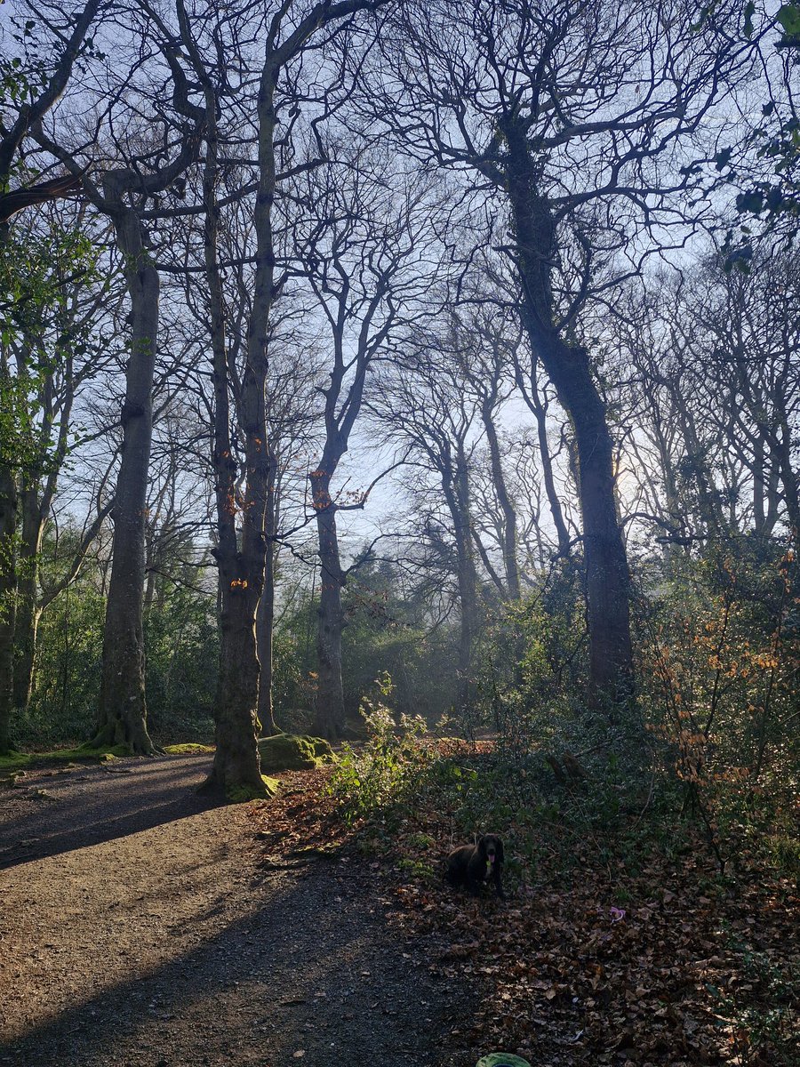 Neil Caulfield tweet media