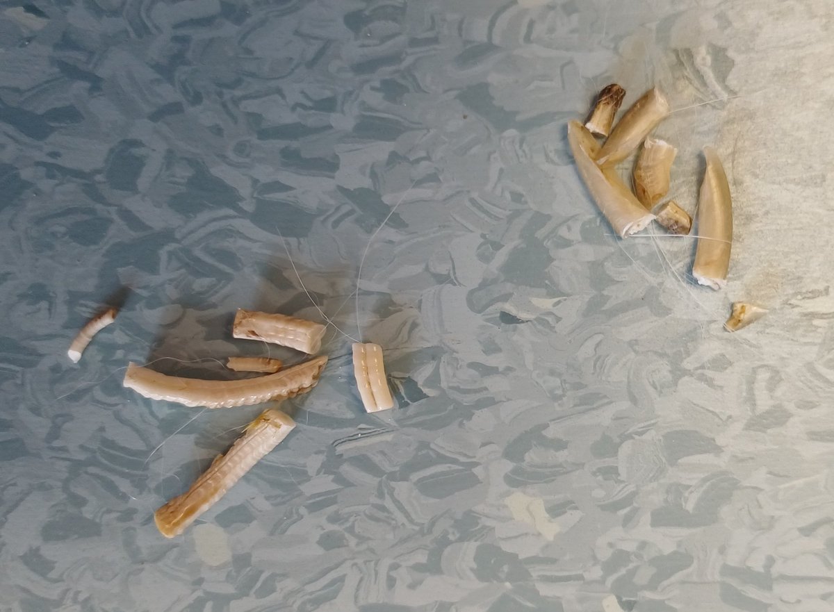 Docteur Natacha 👩⚕️ tweet media