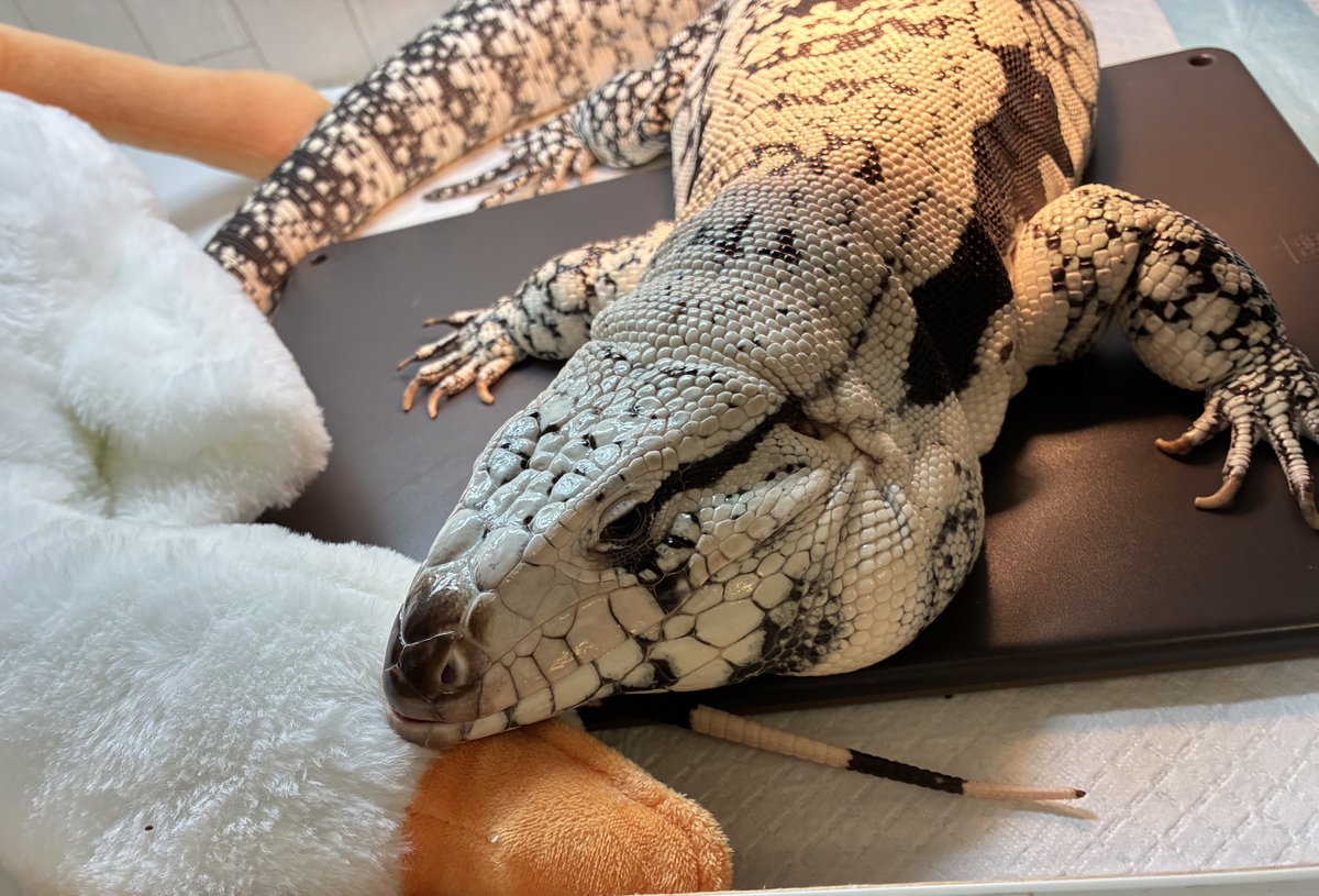 阿修羅さん tweet media