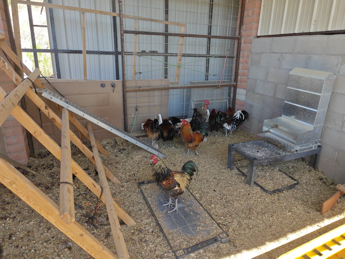 Ian Nelson tweet media