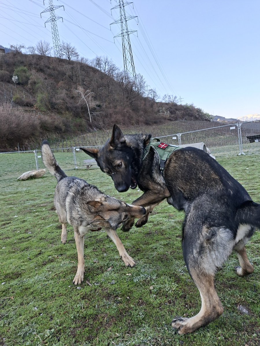 🇨🇭🌲Eric, CEO of the Swiss🌲🇨🇭 tweet media