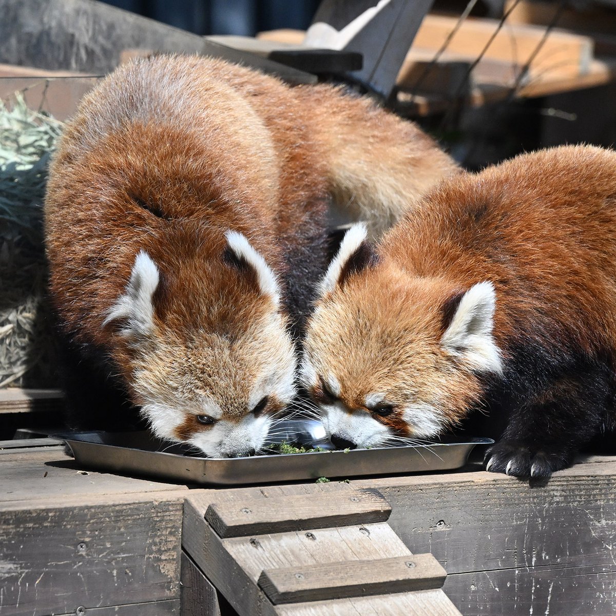 毎日パンダ tweet media