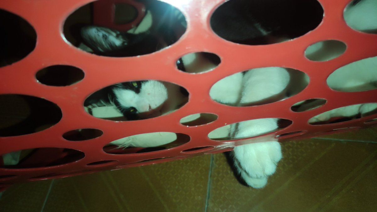 Cybeast24🇻🇪 | Comms OPEN on Vgen tweet media