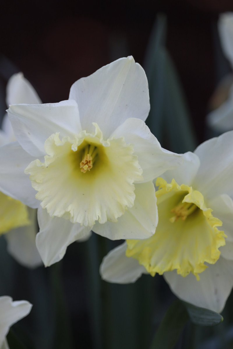 🇨🇦 Jean Paetkau 📕 tweet media