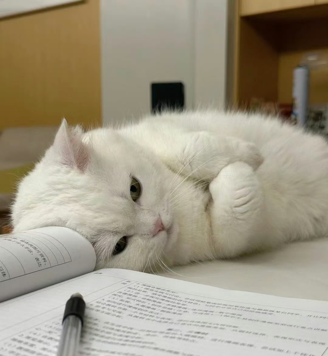 Lucasforato tweet media