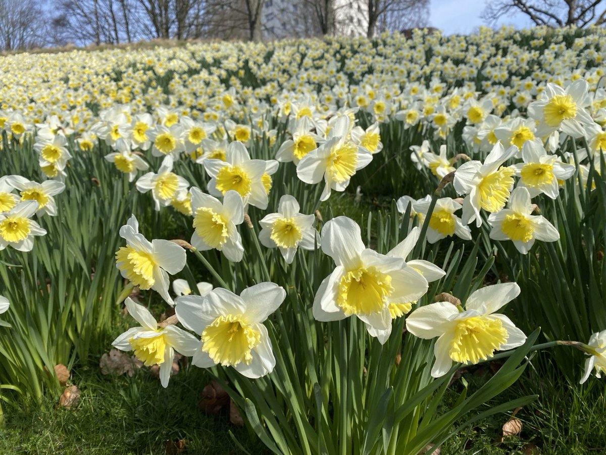 Susan Harley tweet media