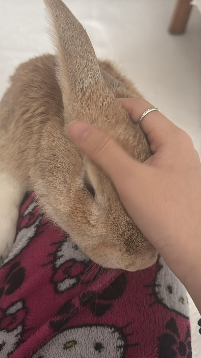 그래그래 자네의 보송함을 인정하지.