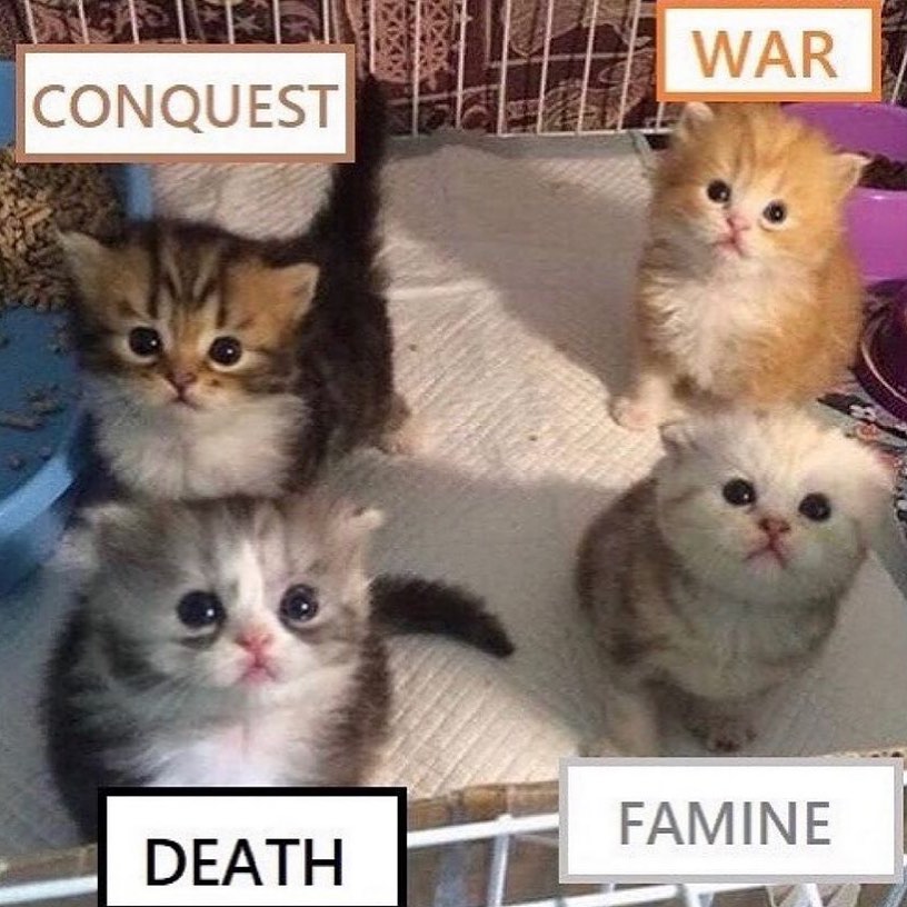 Punch Cat tweet media