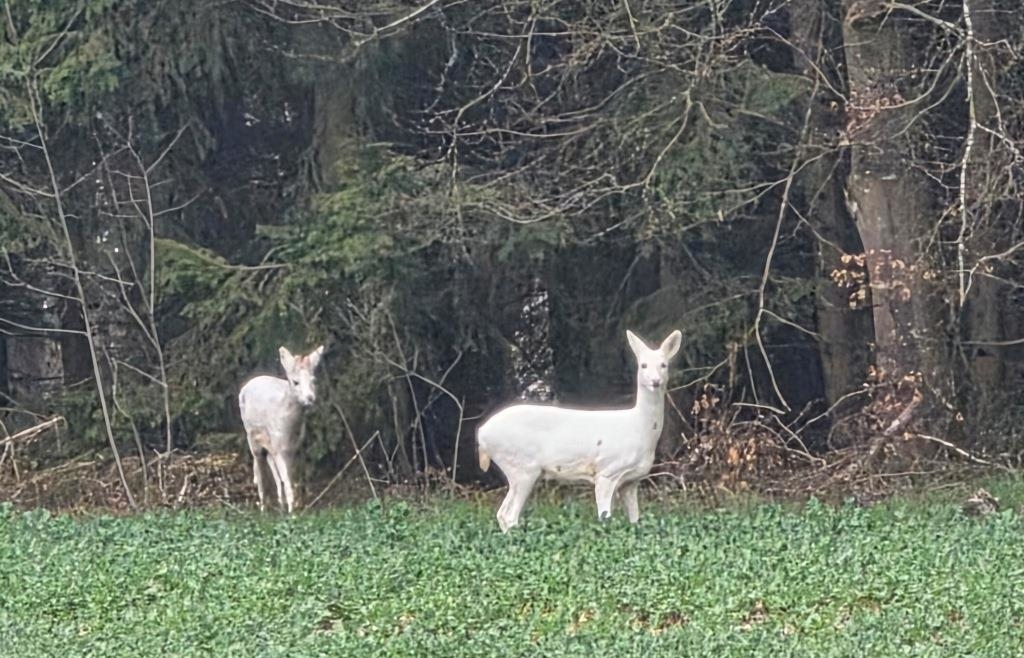 Passauer Neue Presse tweet media