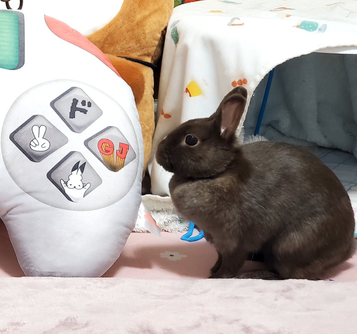 しじみ(🐇はあずきです) tweet media