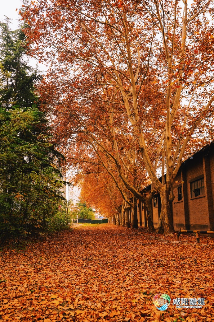 Диана tweet media