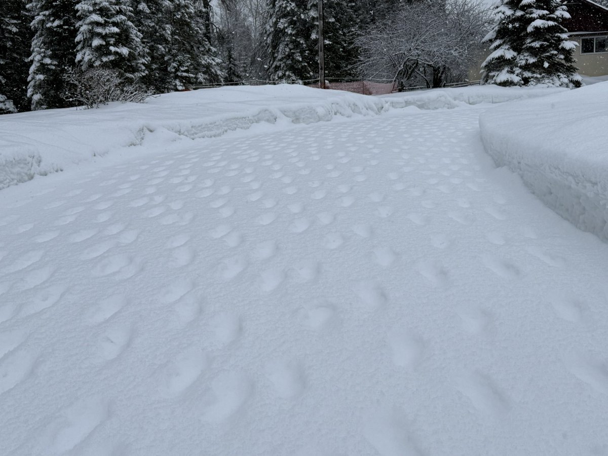 SHIVER KING tweet media