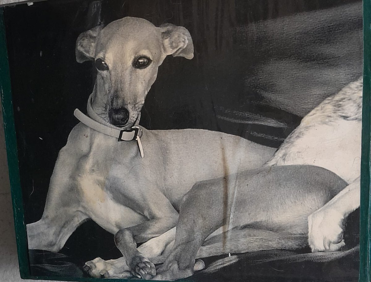 dropblackkennel tweet media