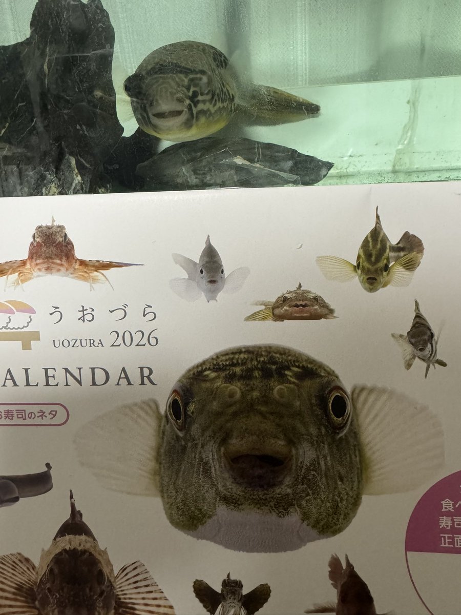 DebuKimowota's tweet photo. 水産庁ブースのうおづらカレンダーもらえたのが一番嬉しかった！うおづらはまじで癒し。
うちのテトラオドンムブもモデルにしてください

@uozura_official 

#satoyama #satoumi https://t.co/04O9vii6kq