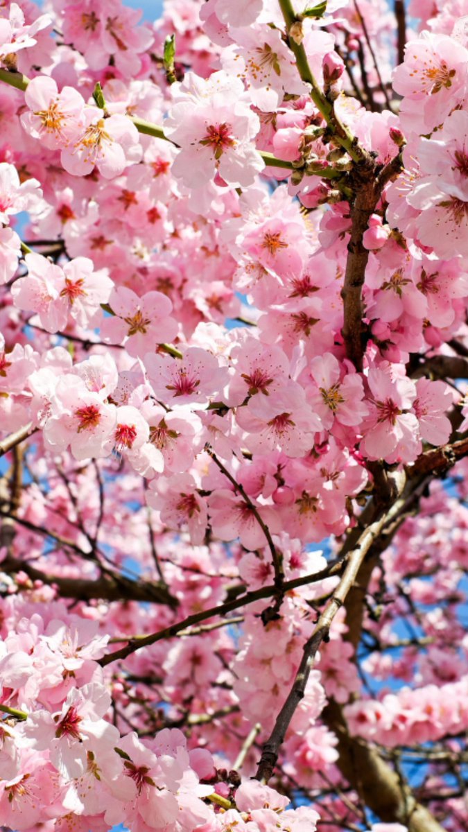 OHHeartofitAll's tweet photo. Need a new phone wallpaper for Spring? Ohio has you covered. 
🦋 🌷 🌸 
📸 Holden Forests &amp; Gardens 
📸 Ohio Cherry Blossoms from Ohio Girl Travels 
📸 Springfield Bog Metro Park in Summit Metro Parks 
📸 White House Fruit Farm in Canfield https://t.co/0ZGLrSU6tL
