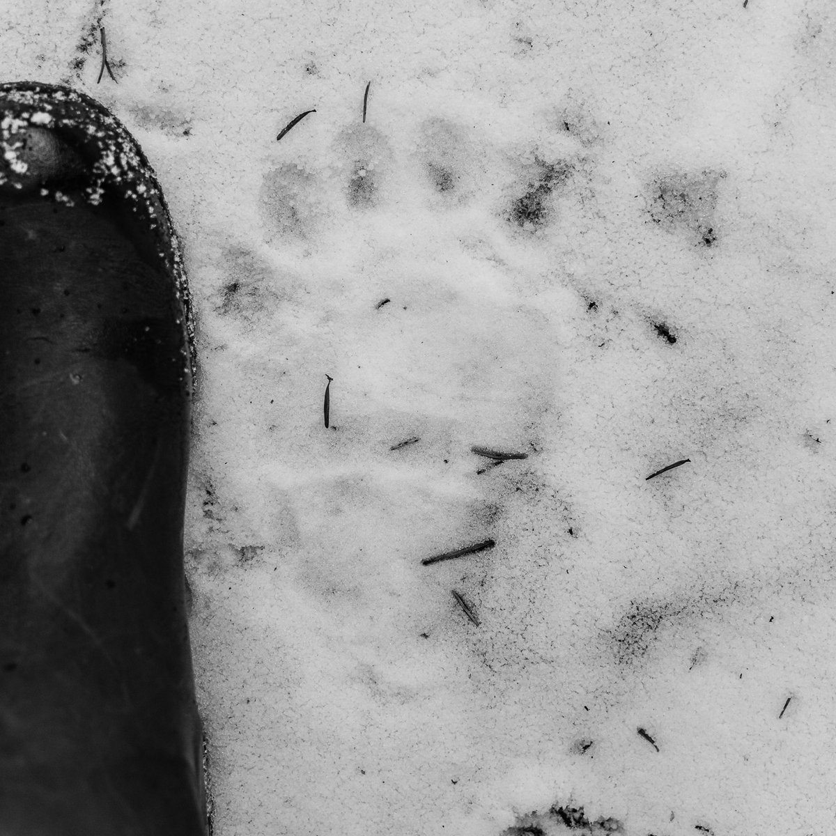 p_aulwhite's tweet image. Eurasian brown bear - small rear paw print. #tracking #Transylvania