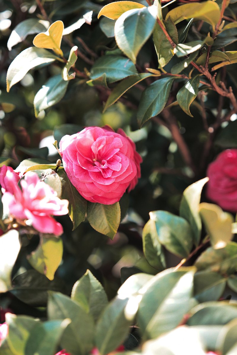 めいむら tweet media