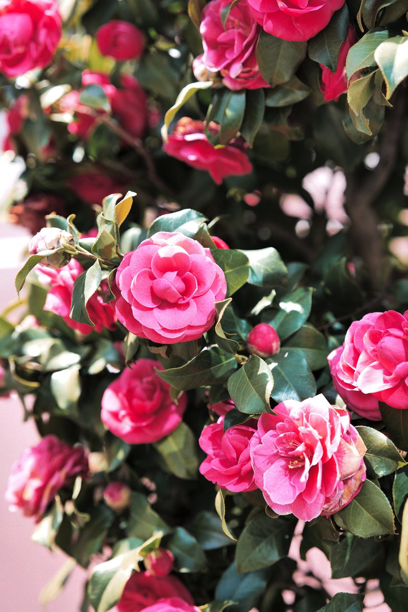 めいむら tweet media