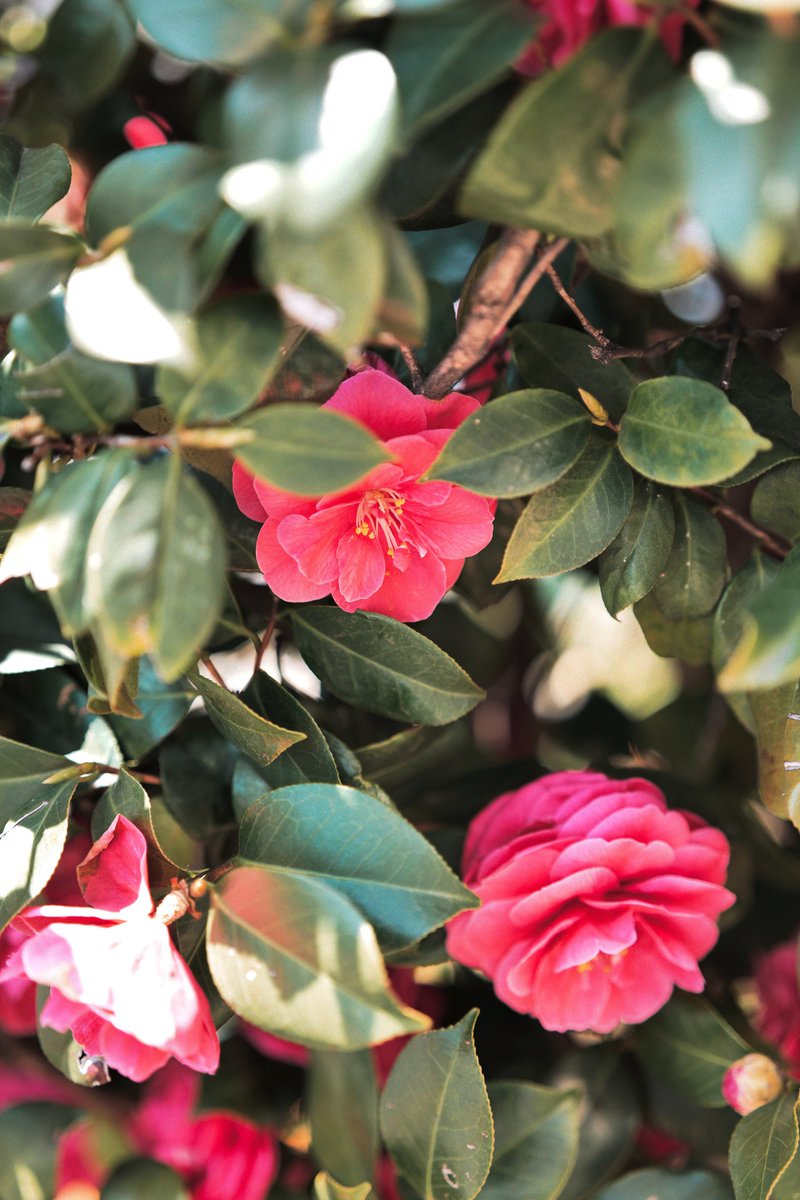 めいむら tweet media