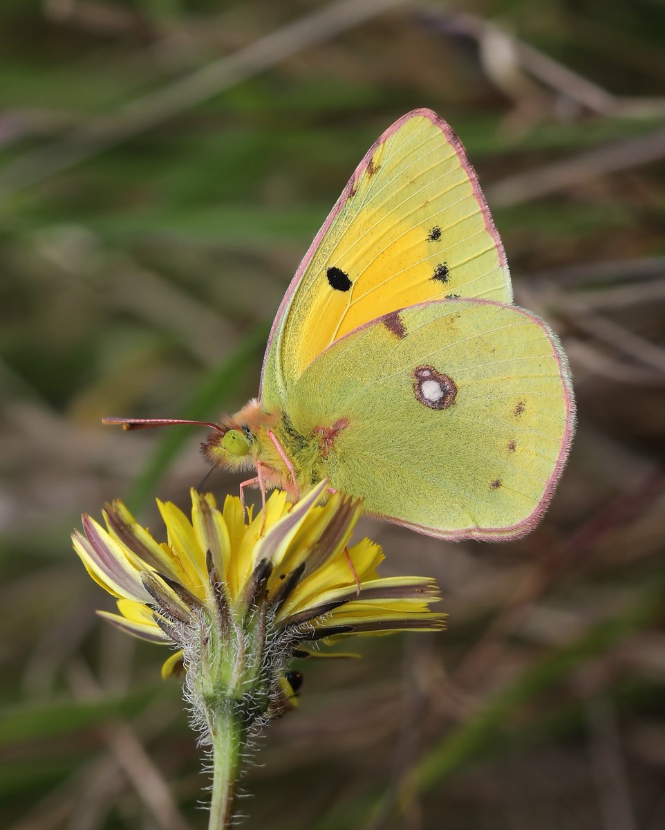 Hakan Yıldırım - Benimpencerem tweet media