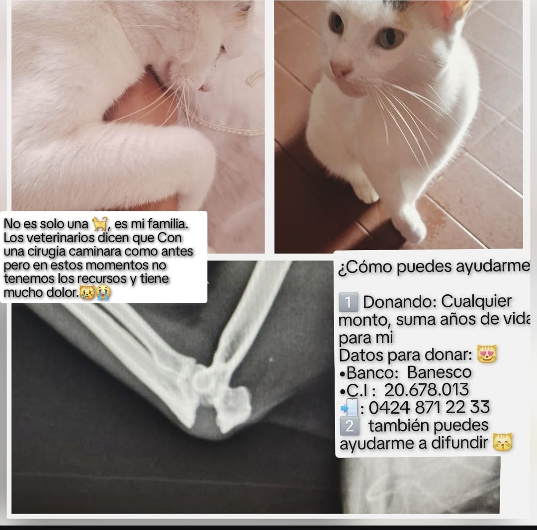 𝒮𝓇 𝑀𝑒𝒿𝒾𝒶𝓈🇻🇪 tweet media