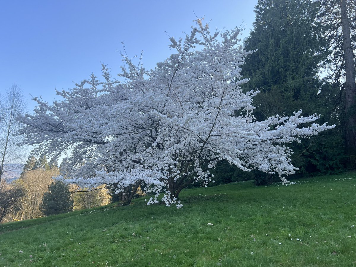 Herr Tom aus dem Schwarzwald 🏳️🌈💚 tweet media