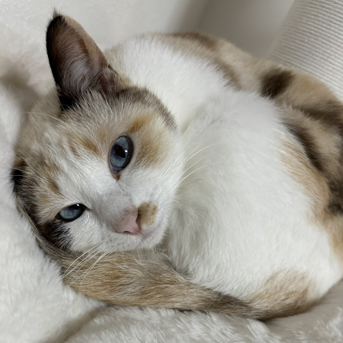 ぬる(null) tweet media