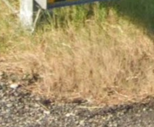 The Real Guardrail Guy tweet media