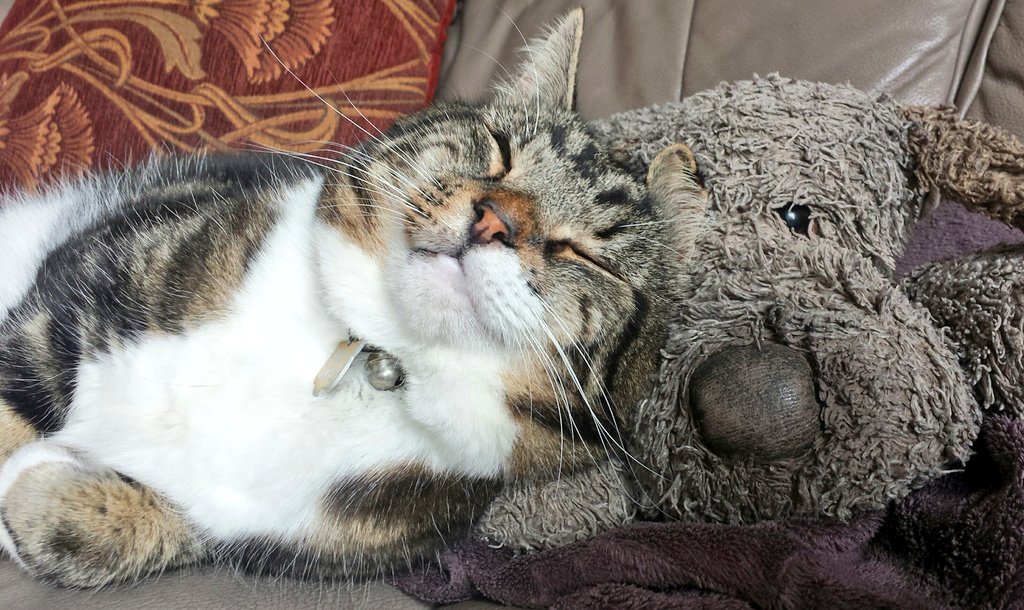 SassPirelli tweet media