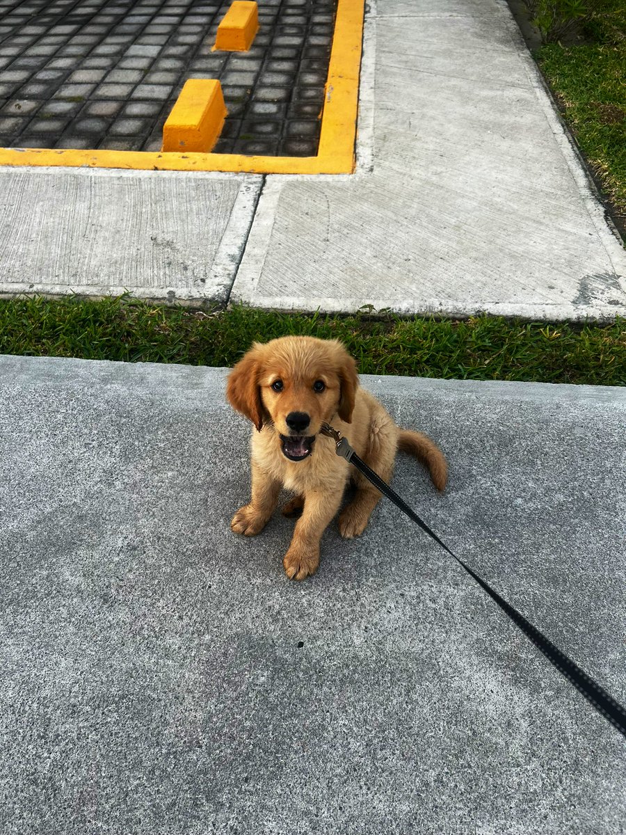 Señor Rengoku tweet media