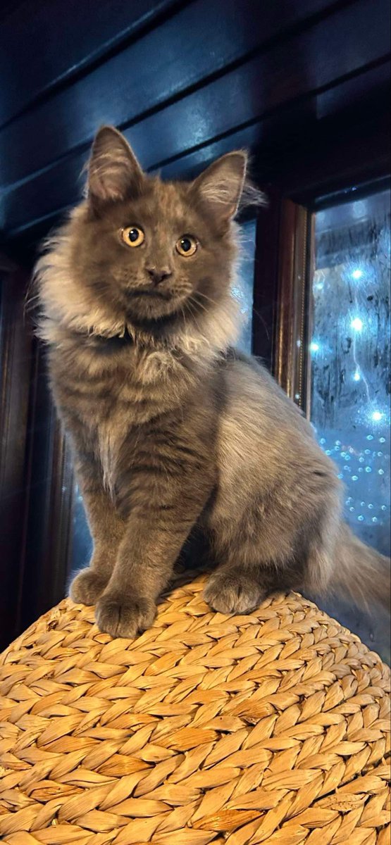 karensarah66's tweet image. Barny missing since 17/7/24. Possibly stolen 😔 Please join in the search for him #missingcatday #pettheft #norwegianforestcat #muddypawscrime 
@rosiedoc666 @lisffc @pettheftaware @SAMPAuk_  @MissingPetsGB @Debzit @CatsMissing @SarahMillican75