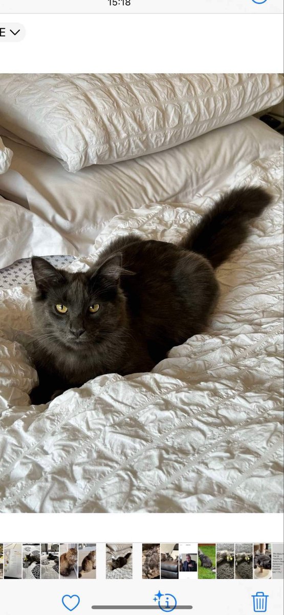 karensarah66's tweet image. Barny missing since 17/7/24. Possibly stolen 😔 Please join in the search for him #missingcatday #pettheft #norwegianforestcat #muddypawscrime 
@rosiedoc666 @lisffc @pettheftaware @SAMPAuk_  @MissingPetsGB @Debzit @CatsMissing @SarahMillican75