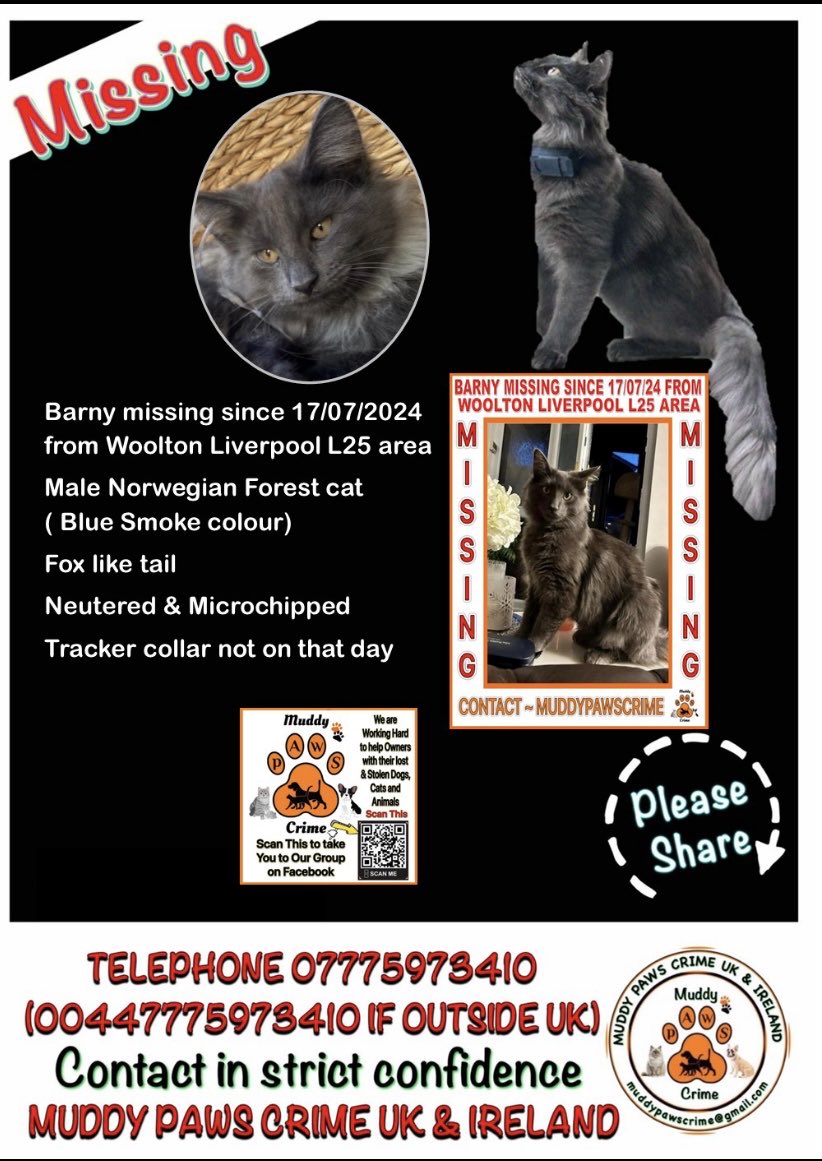 karensarah66's tweet image. Barny missing since 17/7/24. Possibly stolen 😔 Please join in the search for him #missingcatday #pettheft #norwegianforestcat #muddypawscrime 
@rosiedoc666 @lisffc @pettheftaware @SAMPAuk_  @MissingPetsGB @Debzit @CatsMissing @SarahMillican75