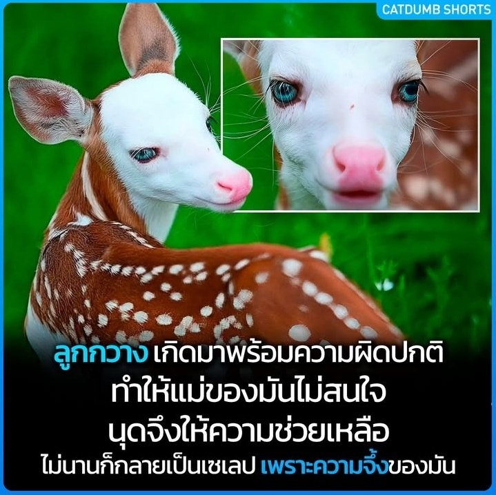 ฮงแง๊นน'นนน tweet media