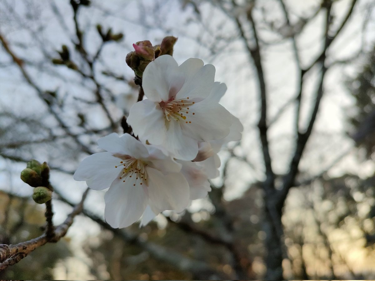 chan_chaicovsky's tweet photo. 夕方に筆山お散歩。
#桜 https://t.co/bX6yZZKsdR
