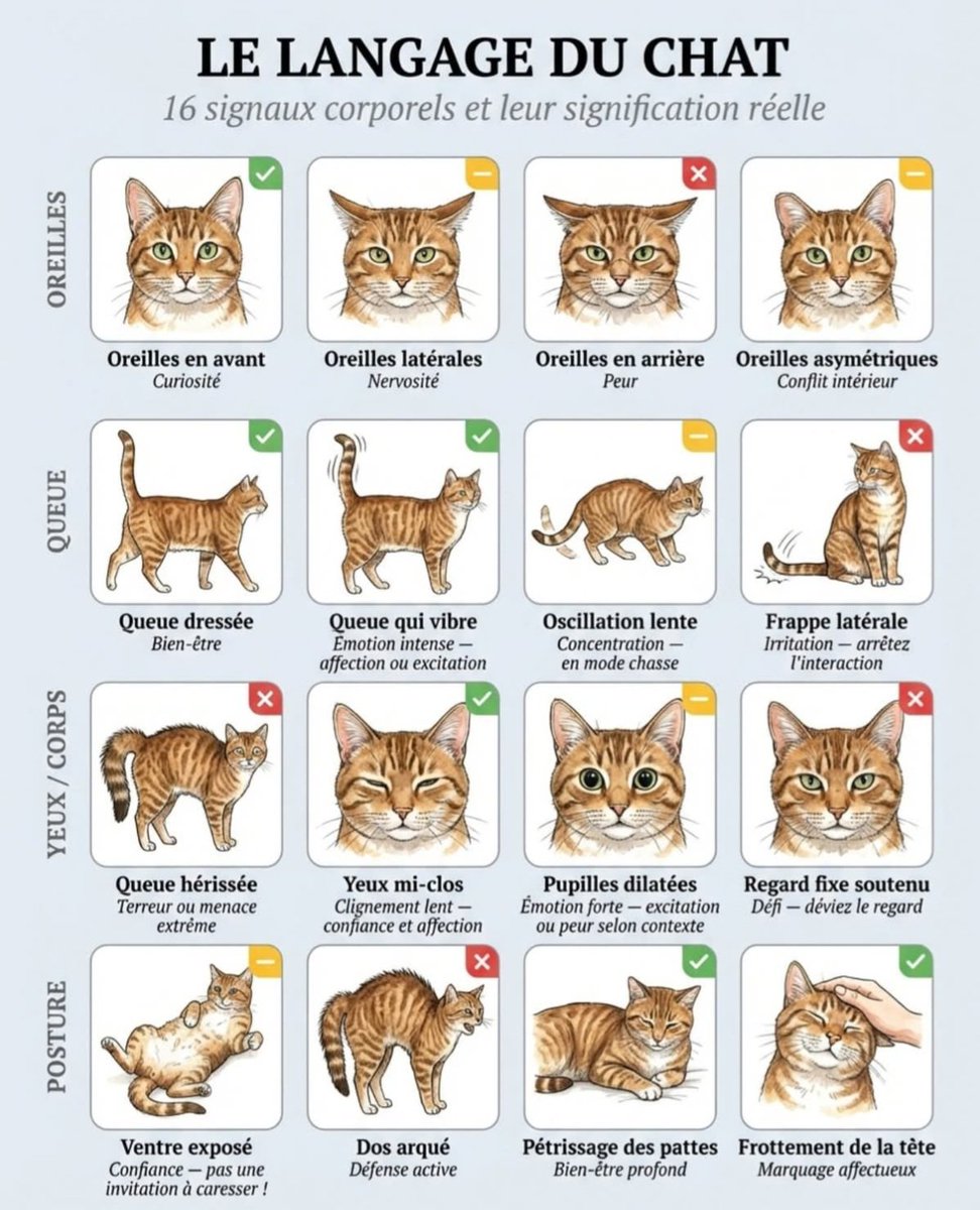 PBE 🦔🌳🐤🐾 tweet media