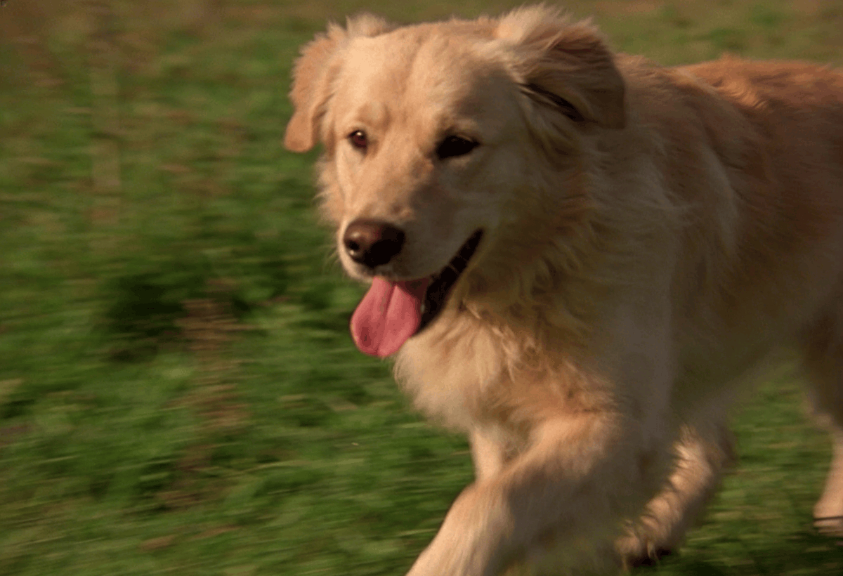 Cemile Çelik tweet media