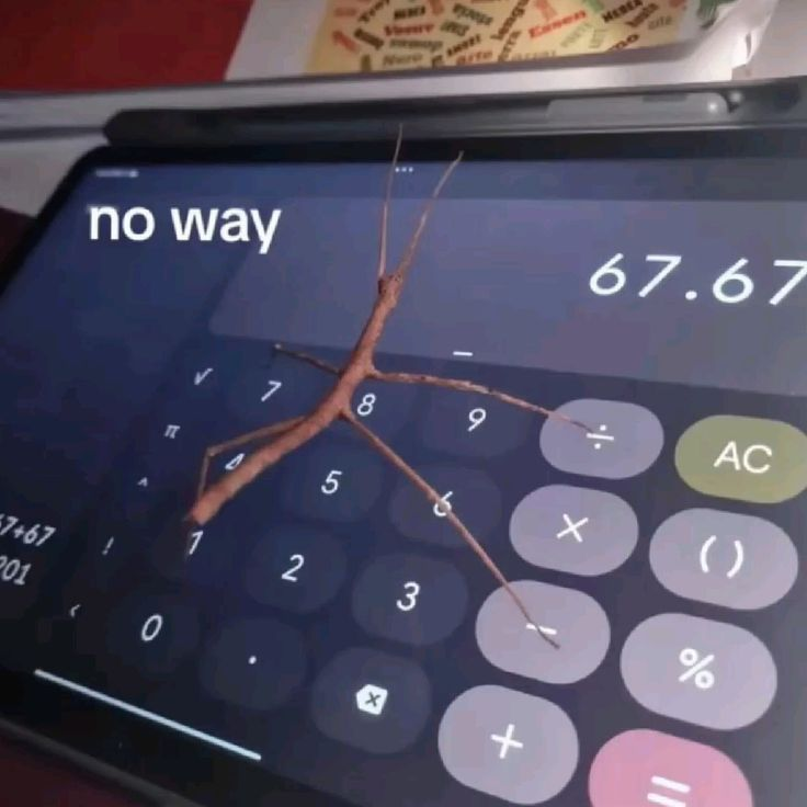 rio 🪲 bug oomf tweet media