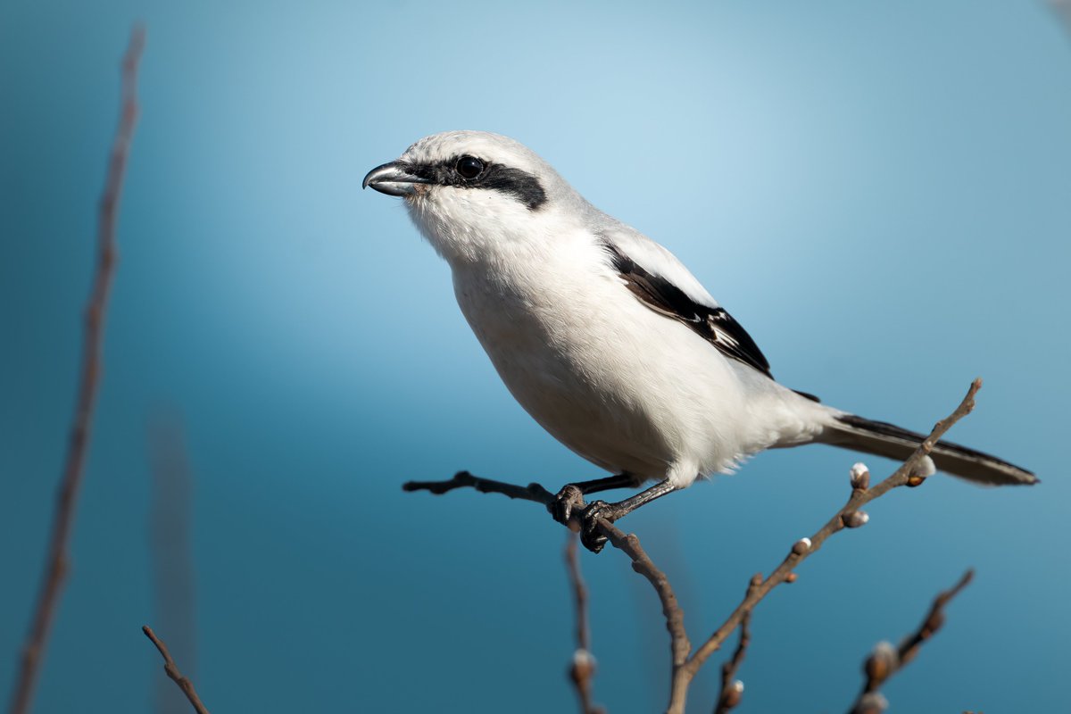 Edgars Trops tweet media