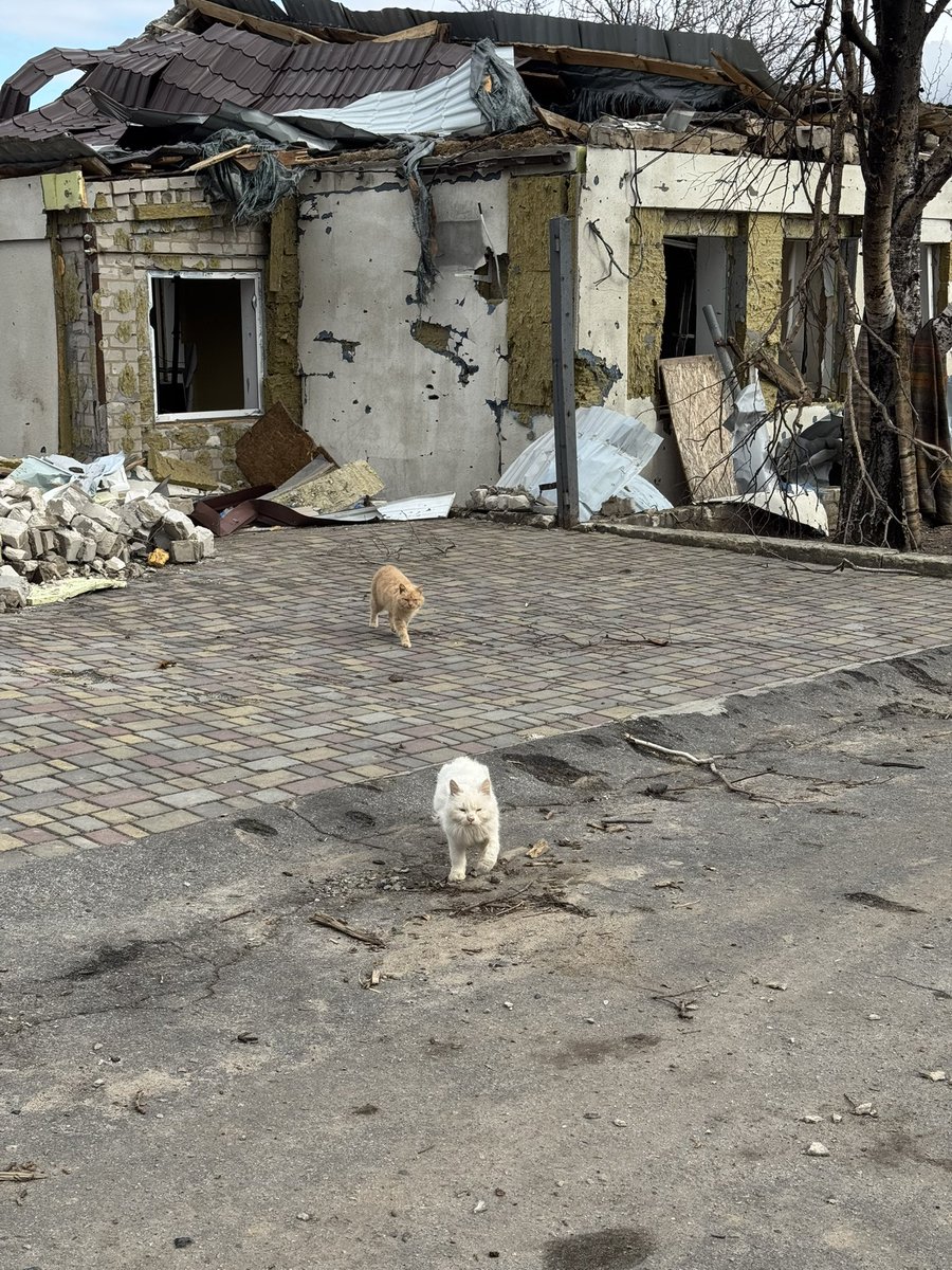 🌹яна східна tweet media