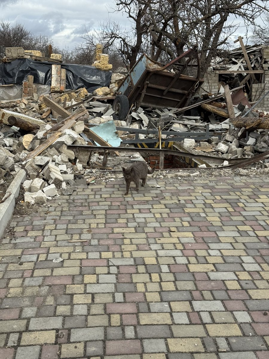 🌹яна східна tweet media