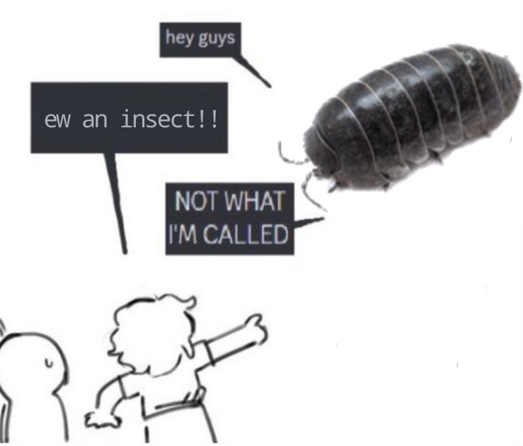 rio 🪲 bug oomf tweet media