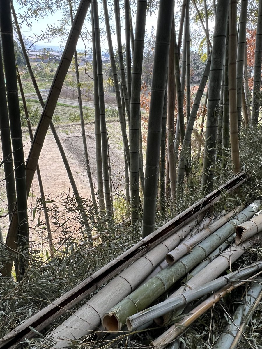 Sou_curator tweet media