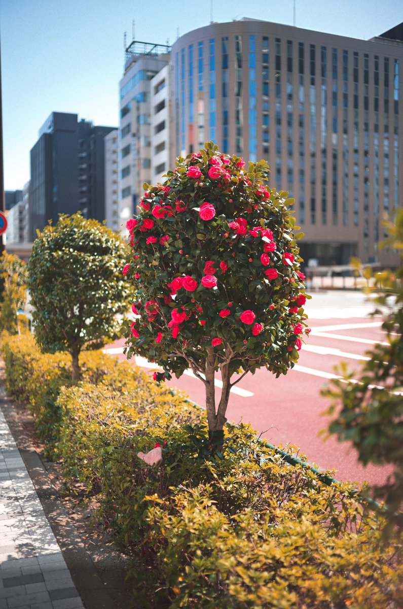 めいむら tweet media