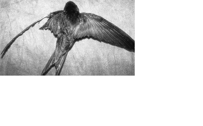 🦢 🍎🪽 tweet media