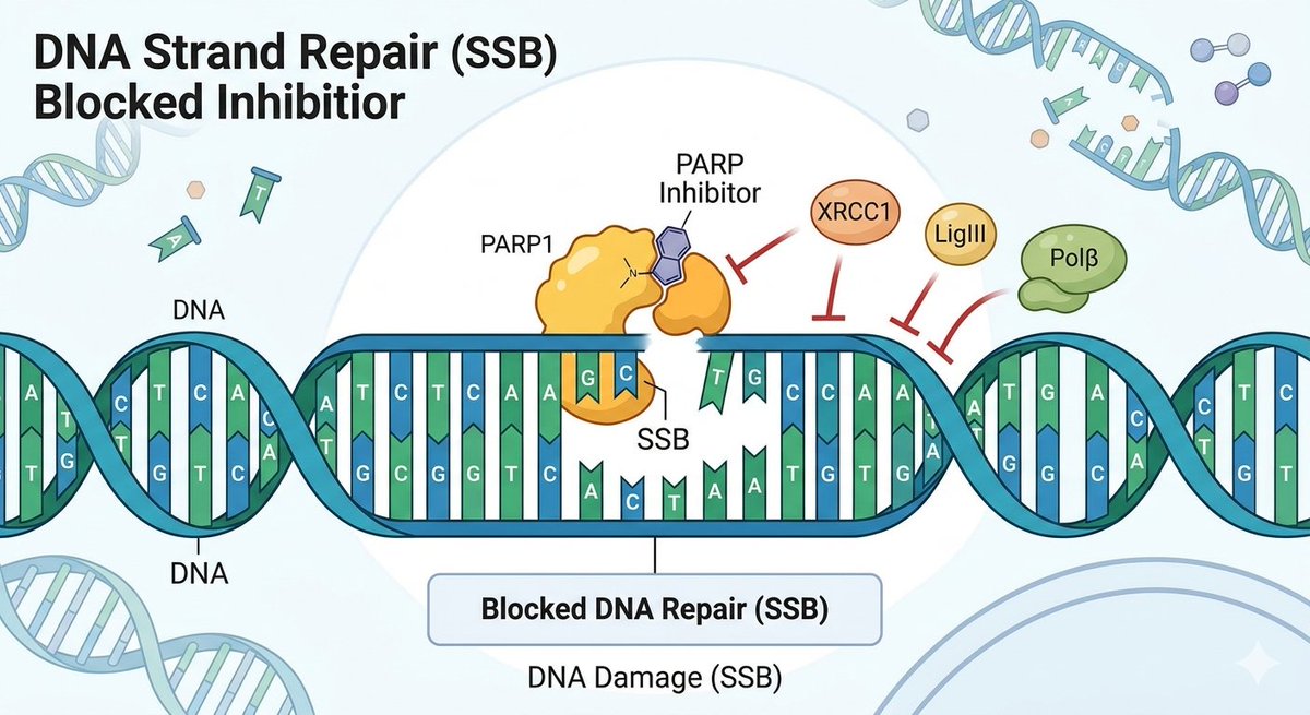 NeerajResearch's tweet photo. ð¬ Targeting DNA repair pathways (like PARP)
is transforming precision oncology.
#CancerScience #oncology #PrecisionMedicine @Dr_Doc_ @OncoAlert @FDAOncology @DrYukselUrun @_Kratik_Agarwal https://t.co/1Mx7PIufpg