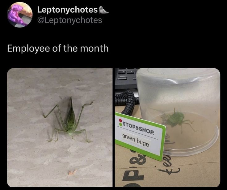 rio 🪲 bug oomf tweet media