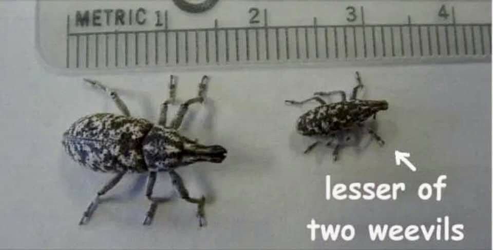 rio 🪲 bug oomf tweet media